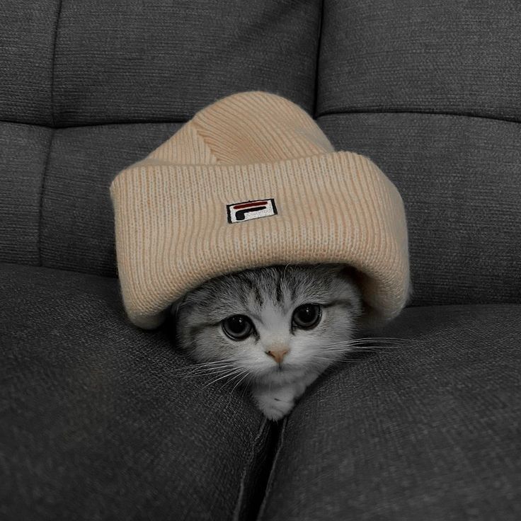 FaNTikkkkk